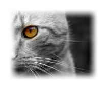 Animal Reiki